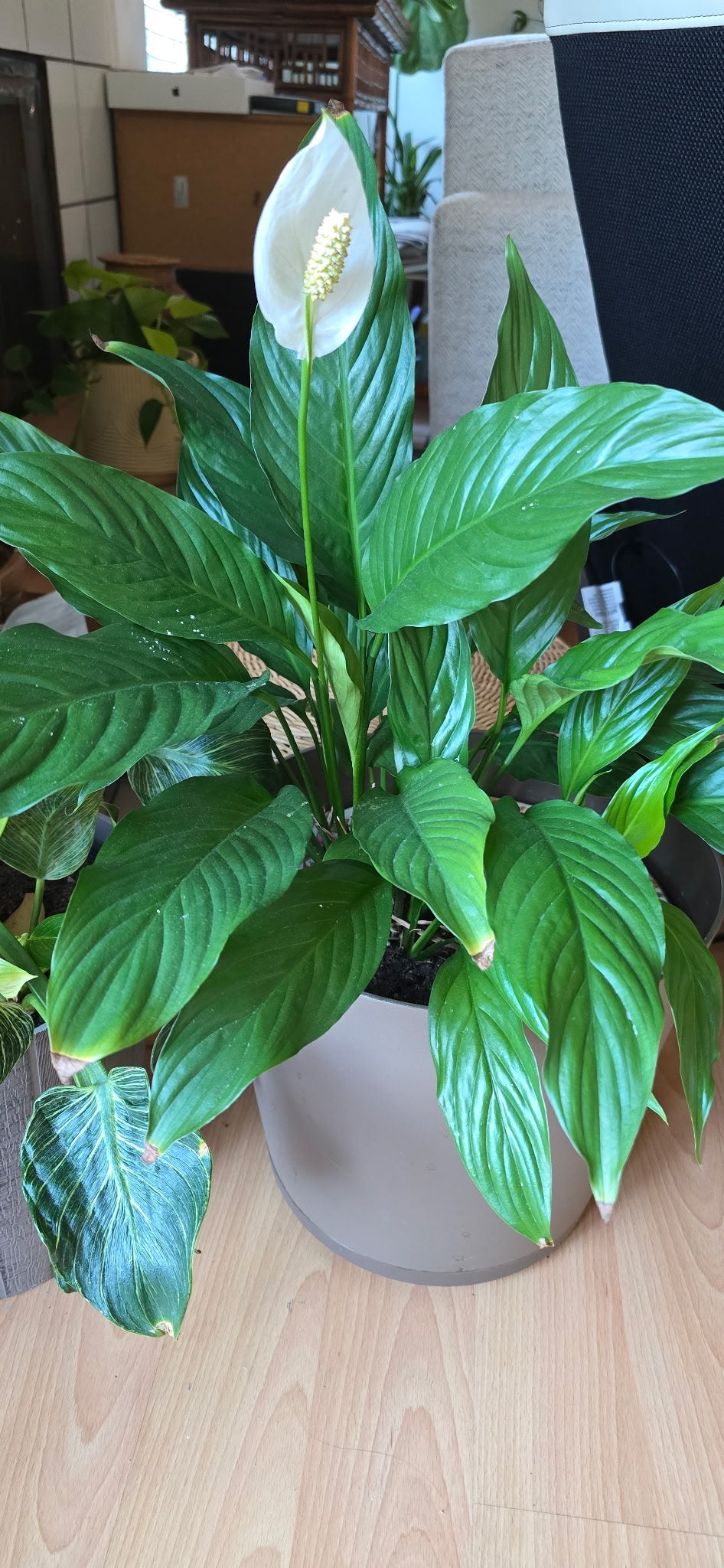 EarthVibe Organics "Bloom Elixir" 2-6-5 Fertilizer + CalMag + Beneficial Mycos!