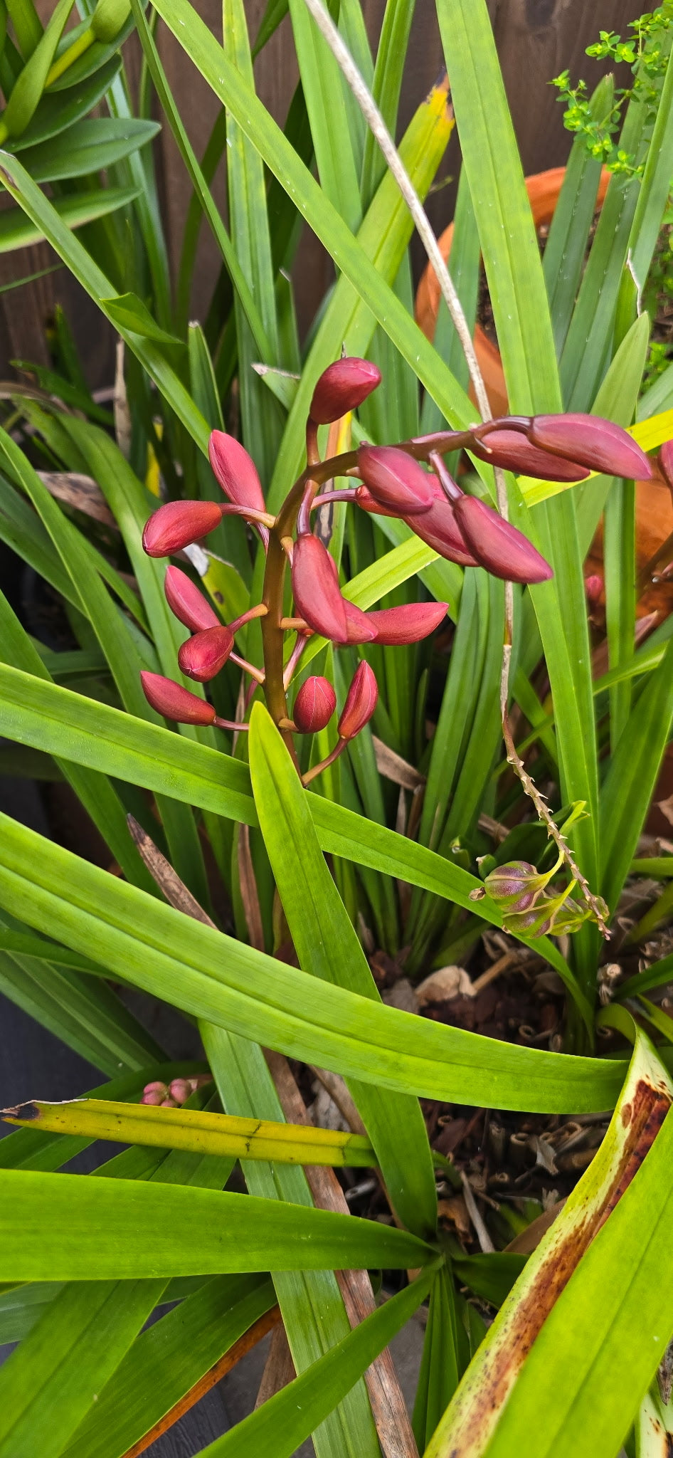 EarthVibe Organics "Bloom Elixir" 2-6-5 Fertilizer + CalMag + Beneficial Mycos!