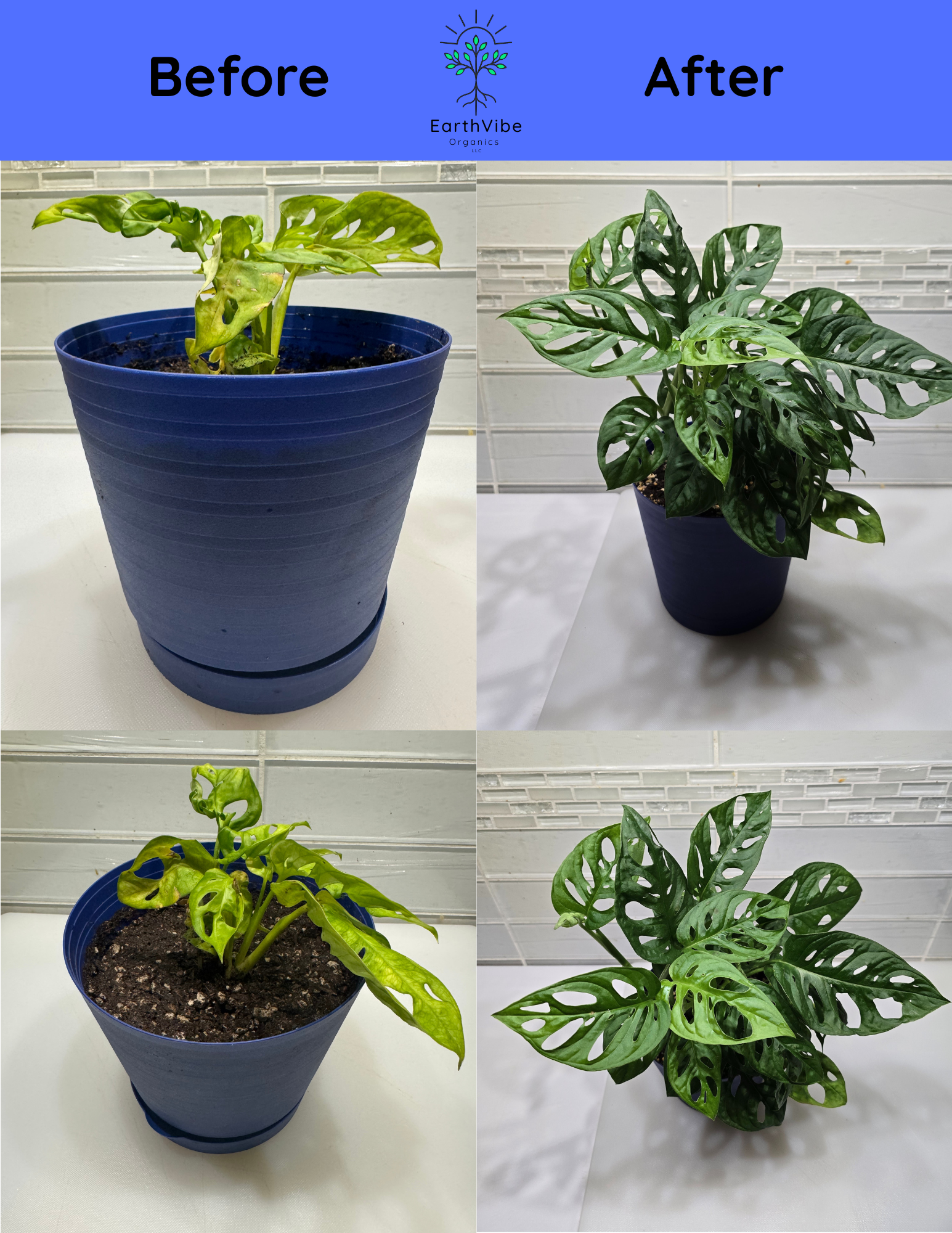 Monsterra Houseplant shown before and after using EarthVibe Organics Grow Tonic